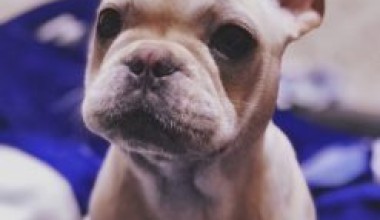 宠物狗种类介绍：法国斗牛犬，法国斗牛犬特征资料