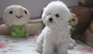 宠物狗种类介绍：卷毛比熊犬，俗称比熊犬，卷毛比熊犬特征资料