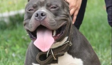 宠物狗种类介绍：美国恶霸犬，美国恶霸犬特征资料