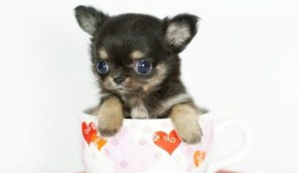 宠物狗种类介绍：茶杯犬，也称茶杯贵宾犬、贵妇犬，茶杯犬特征资料