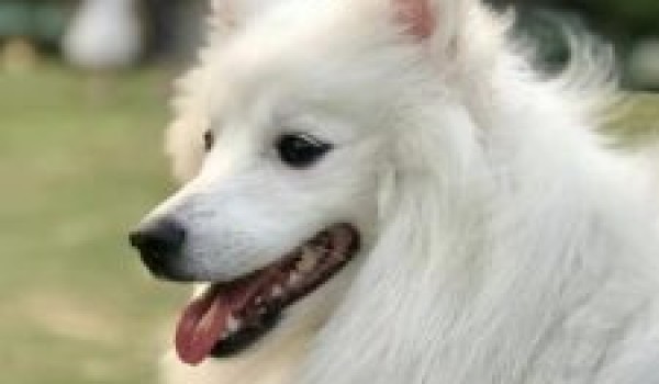 宠物狗种类介绍：银狐犬，又称日本丝（绒）毛犬、日本尖嘴犬，银狐犬特征资料