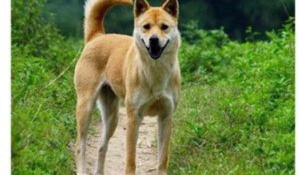 宠物狗种类介绍：中华田园犬，俗称土狗、柴狗，中华田园犬特征资料