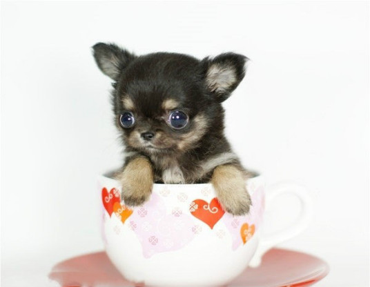 宠物狗种类介绍：茶杯犬，也称茶杯贵宾犬、贵妇犬，茶杯犬特征资料