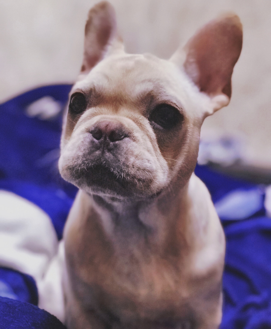 宠物狗种类介绍：法国斗牛犬，法国斗牛犬特征资料