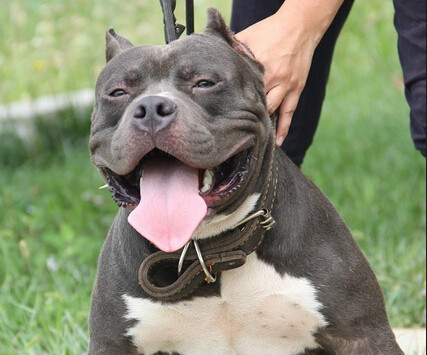 宠物狗种类介绍：美国恶霸犬，美国恶霸犬特征资料