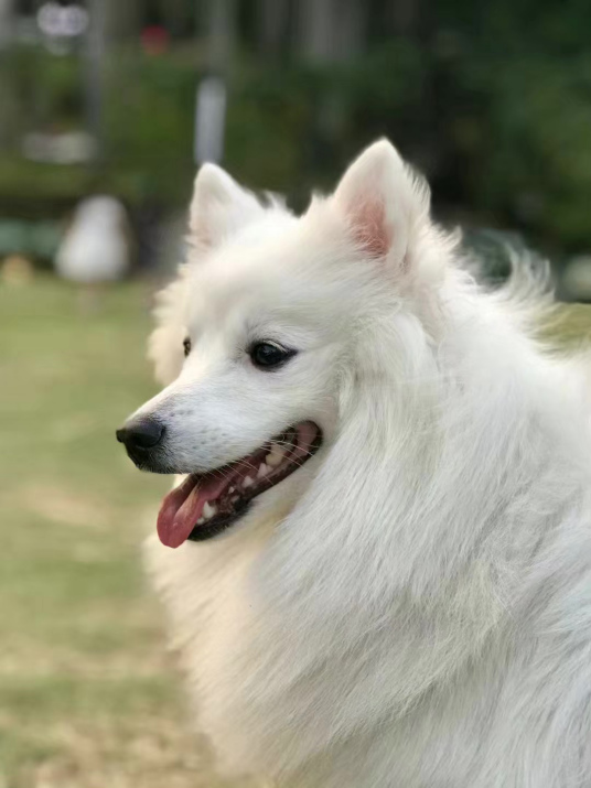 宠物狗种类介绍：银狐犬，又称日本丝（绒）毛犬、日本尖嘴犬，银狐犬特征资料