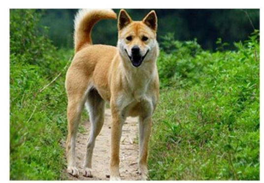 宠物狗种类介绍：中华田园犬，俗称土狗、柴狗，中华田园犬特征资料