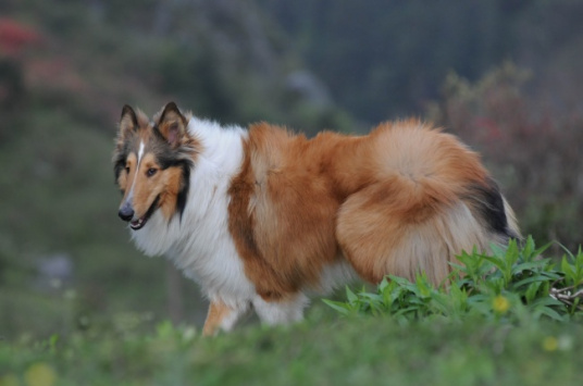 苏格兰牧羊犬 详细资料